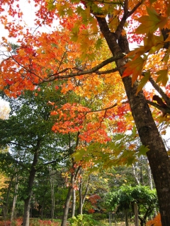 hirosaki03