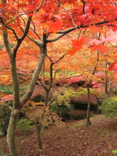 yahiko07