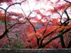 kiyomizu04