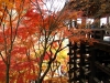 kiyomizu08