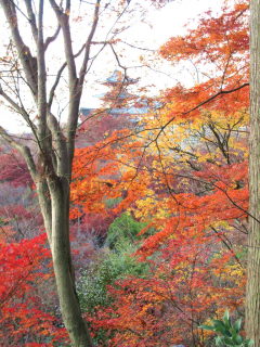 kiyomizu10