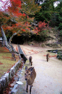 miyajima1008