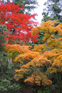 miyajima1010