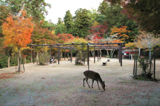 miyajima1016