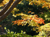 shiranoe08