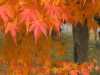 tsuruga05