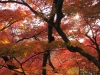 kiyomizu05