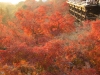 kiyomizu18